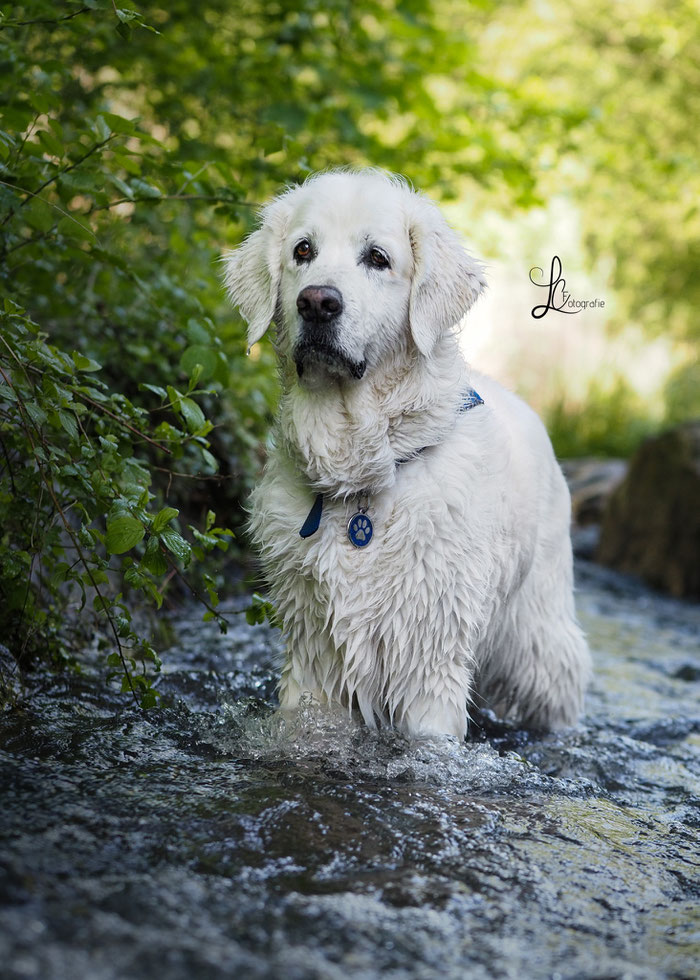 alter Goldenretriever