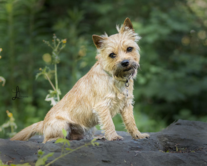 cairn terrier