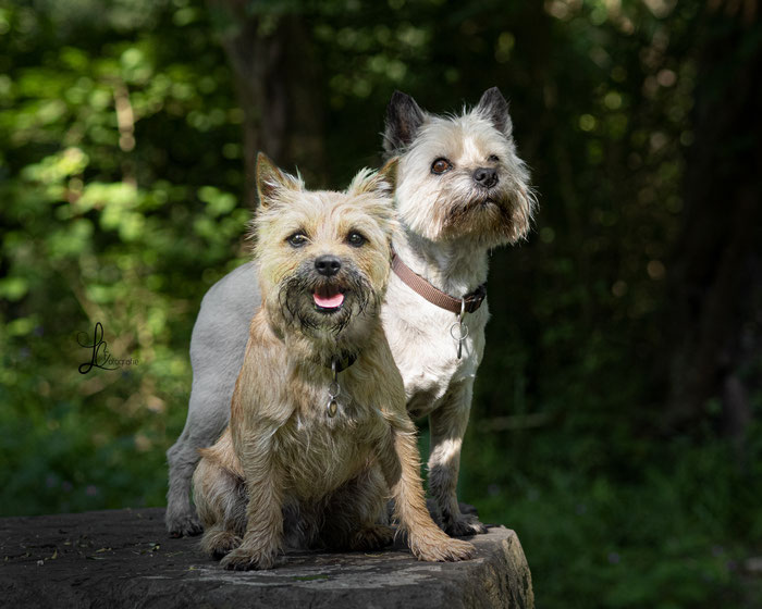 jung und alt Hund