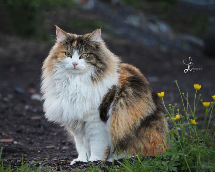 Langhaarkatze