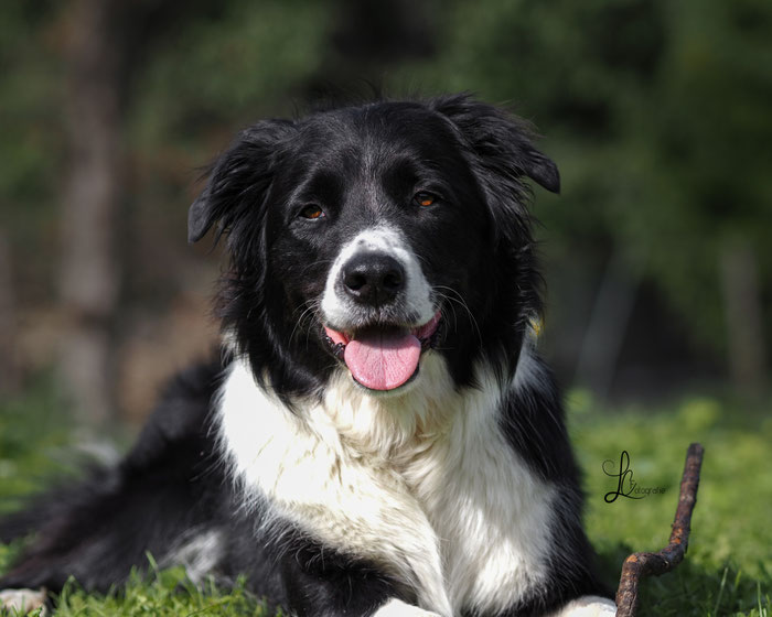lachender Hund
