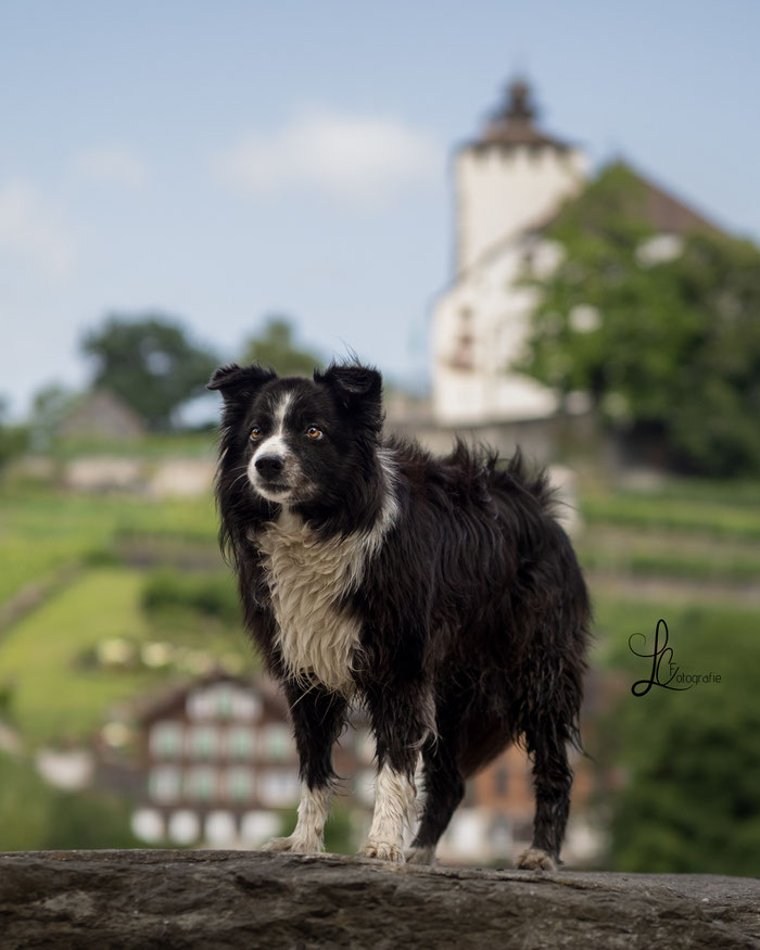 Bordercolliemix Hündin