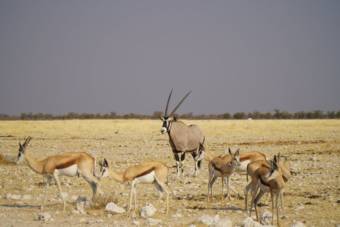 Springbok e Orix all’interno del Parco Etosha