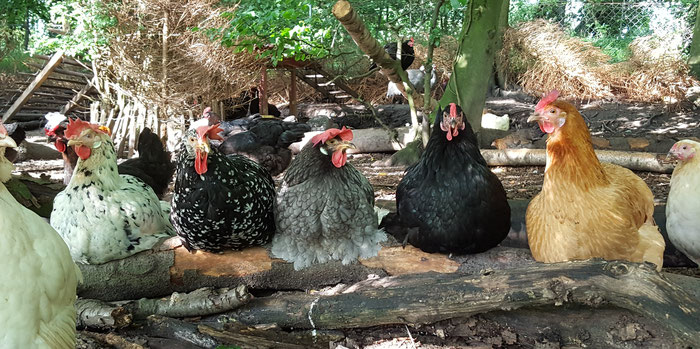 Hühner Hennen