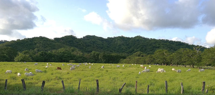 Happy cows in Guanacaste on the pasture