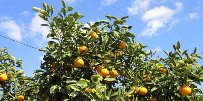 たわわに実る「八朔」