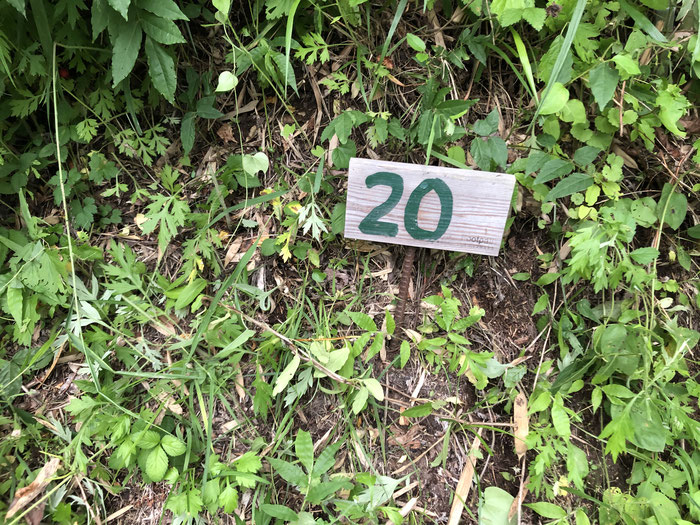 マップ番号をあらわす標識です。どうしても草に埋もれがちですが、見つけてあげてください。