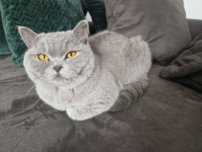 Shiva