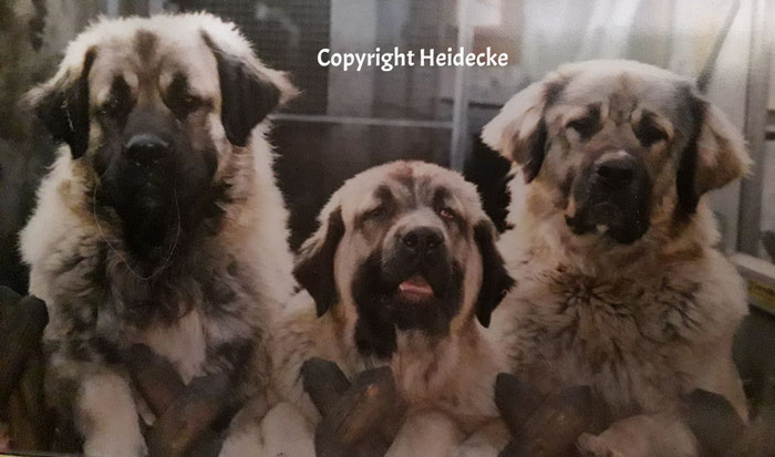 Germanischer Bärenhund Züchter seit 1995 - Germanischer ...