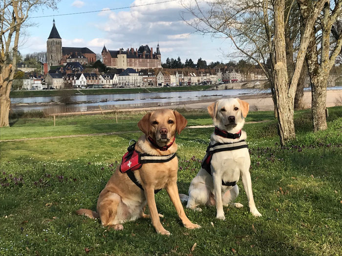 Asiatischer Laubholzbockkäfer Spürhunde Schweiz