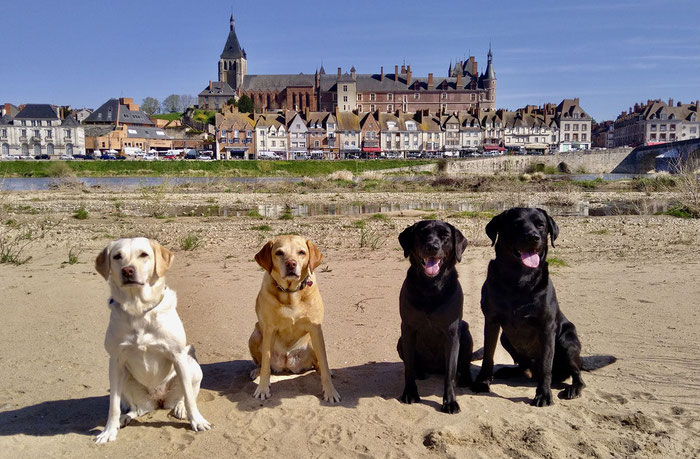 Asiatischer Laubholzbockkäfer Spürhunde Schweiz