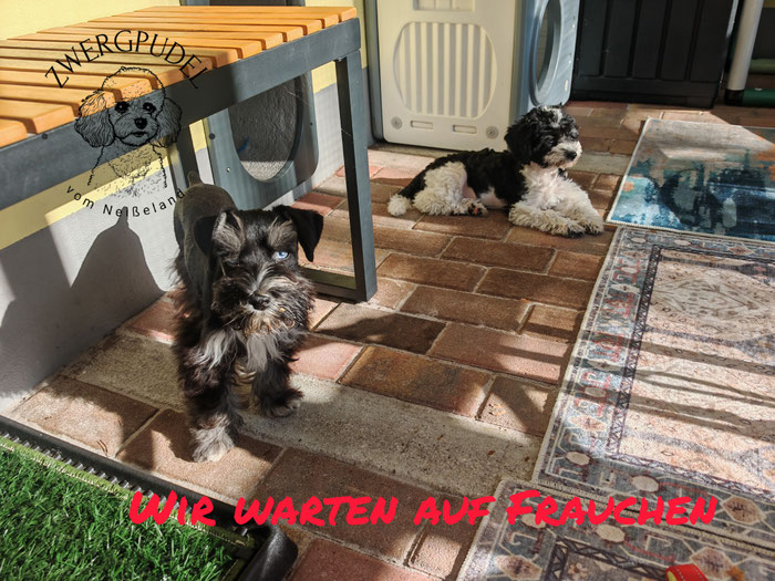 Zwergpudelwelpe und American Minischnauzer Welpe