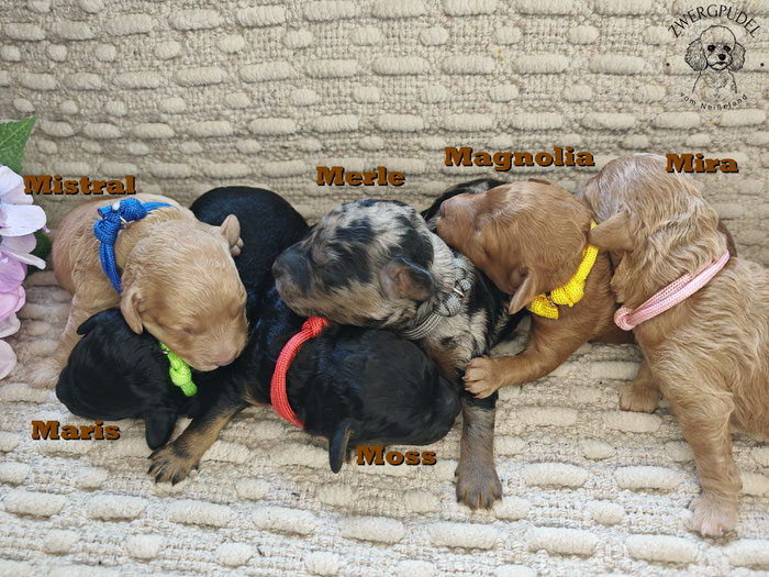 Zwergpudel Welpen apricot, black and tan, black and tan merle