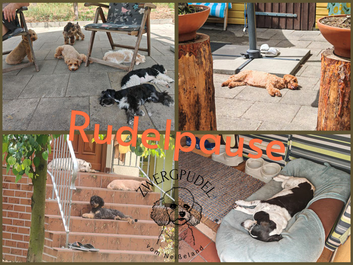 Hunderudel vom Neisseland mit American Miniature Schnauzern und Zwergpudeln