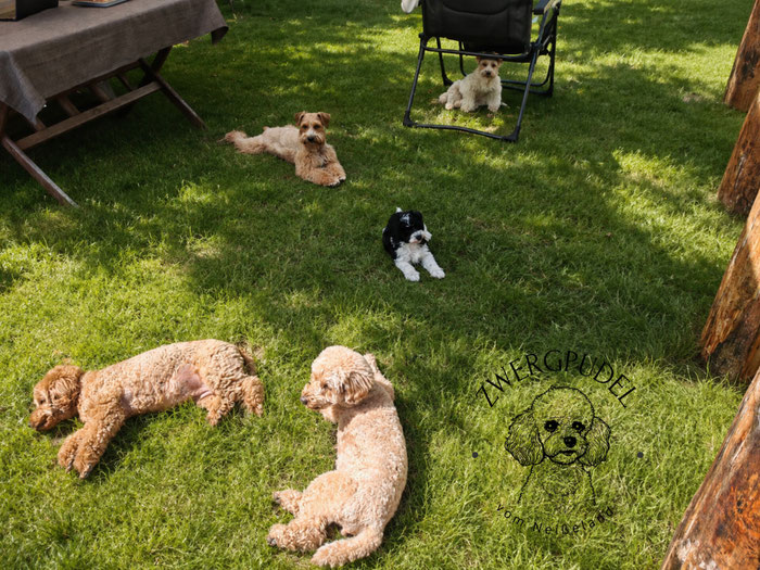 Hunderudel aus Zwergpudeln und American Miniature Schnauzern