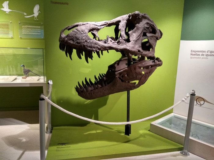 Reproducción del cráneo de un Tyranosaurus Rex