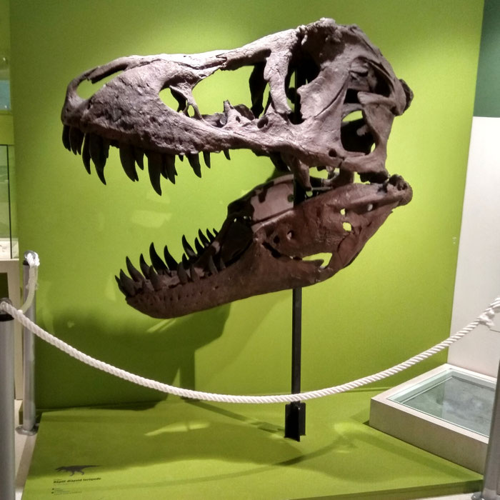 Reproducción del cráneo de un Tyranosaurus Rex