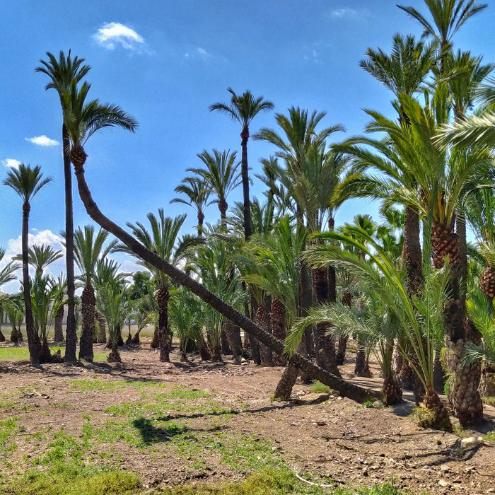 "La Pipa de Sempere", palmeras singulares