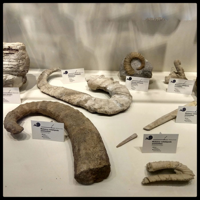 Vitrina con fósiles de ammonites heteromorfos. 