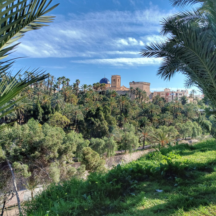 Vista del centro histórico rodeado de palmeras