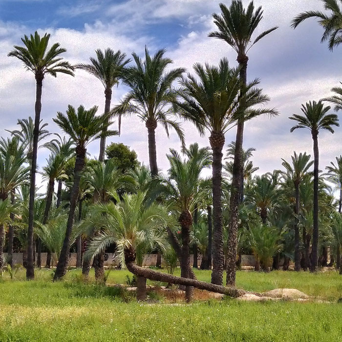 "La Pipa Real", palmeras singulares