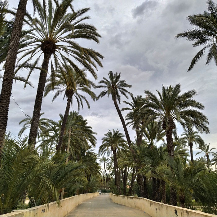 Ruta de El Palmeral 