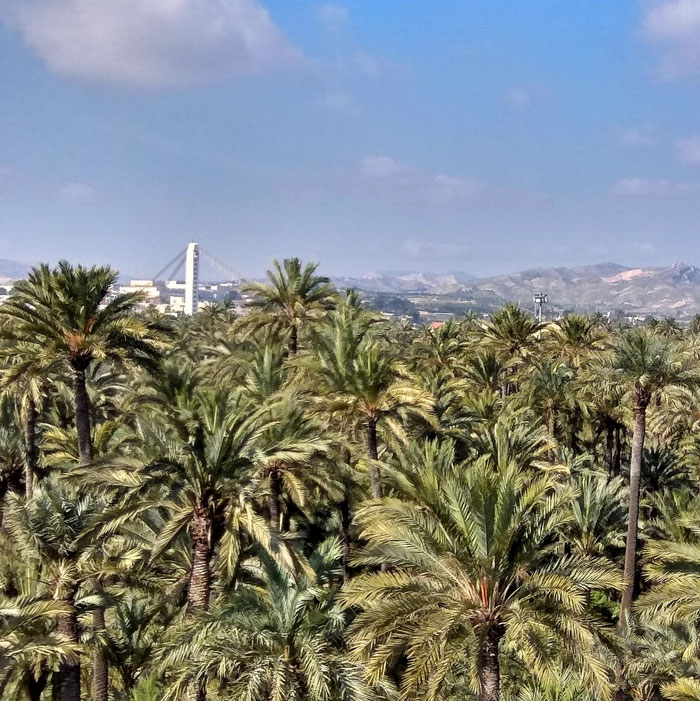El Palmeral desde la terraza de la Torre de Vaillos