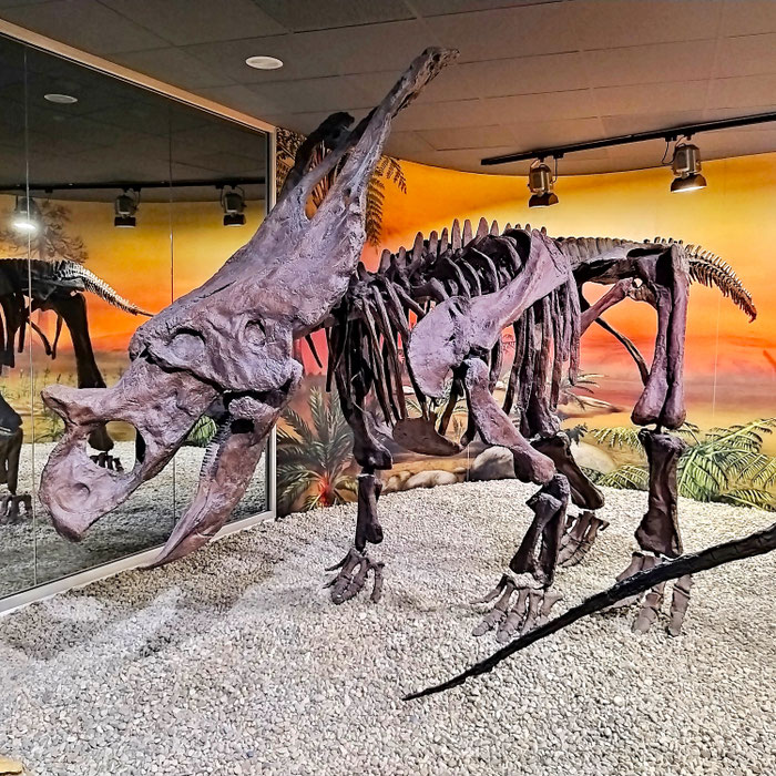 Reproducción de un esqueleto fósil de Triceratops