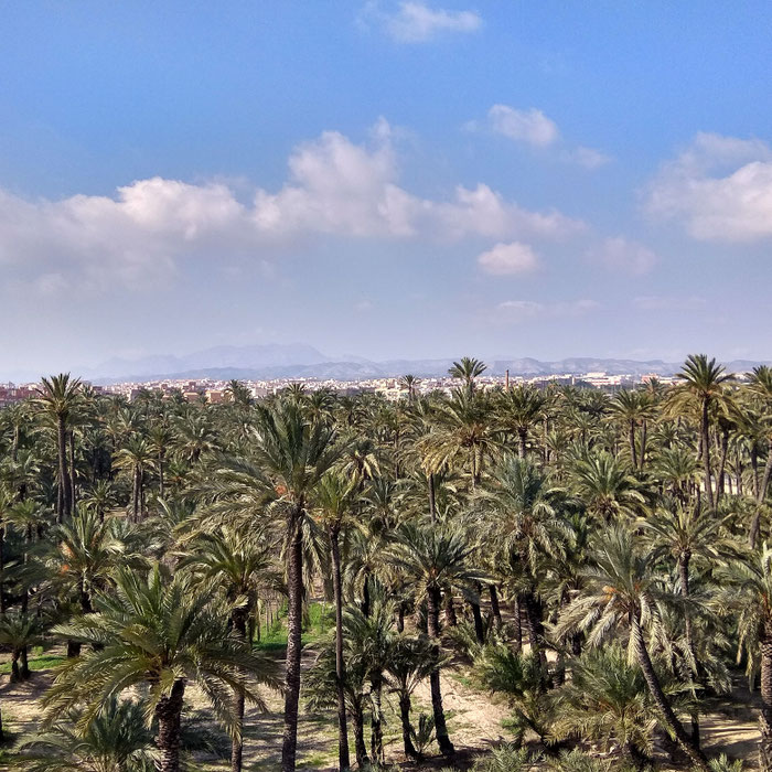 Vista de El Palmeral ilicitano
