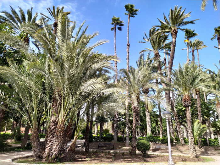 Típico rincón de palmeras en el Parque Municipal