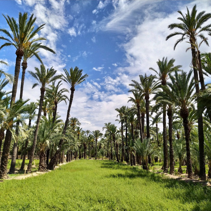 El Palmeral en su estado puro