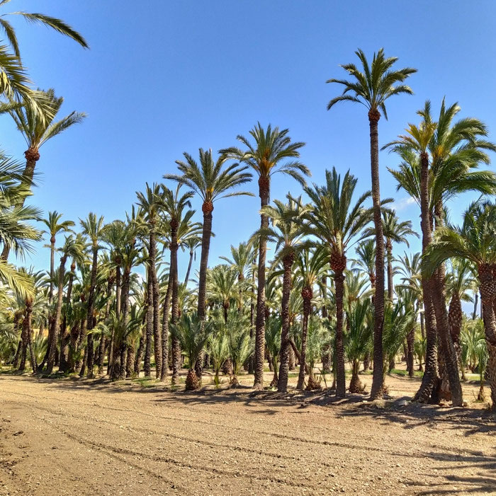 Imagen típica del Camp d'Elx