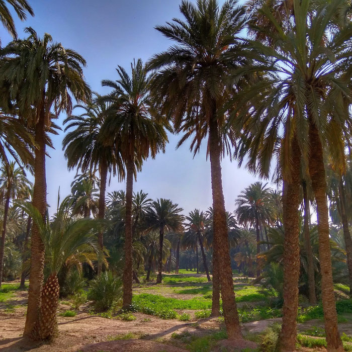 Huertos de palmeras, la imagen típica del Camp d'Elx