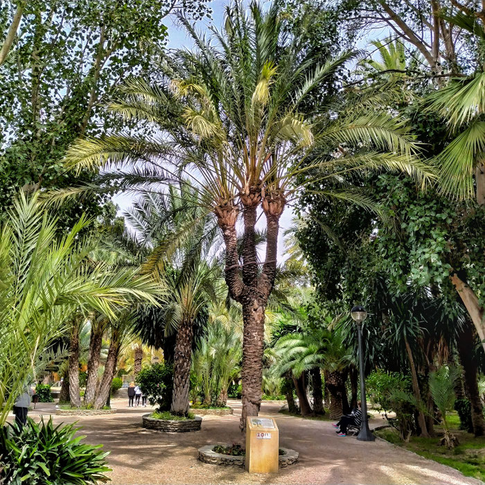 Palmera singular: "El Tridente"