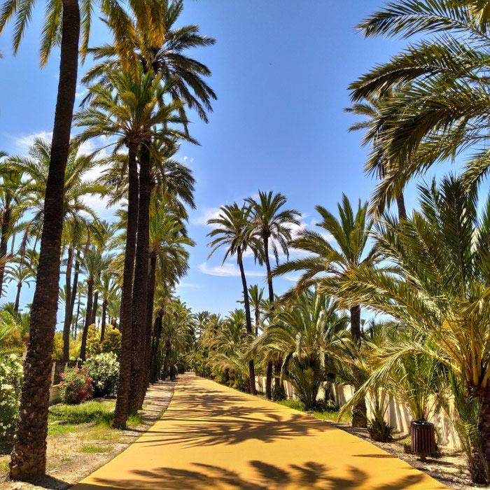 Ruta de El Palmeral