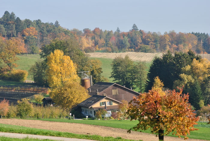 Kürbis im Sunnehof, Herbst
