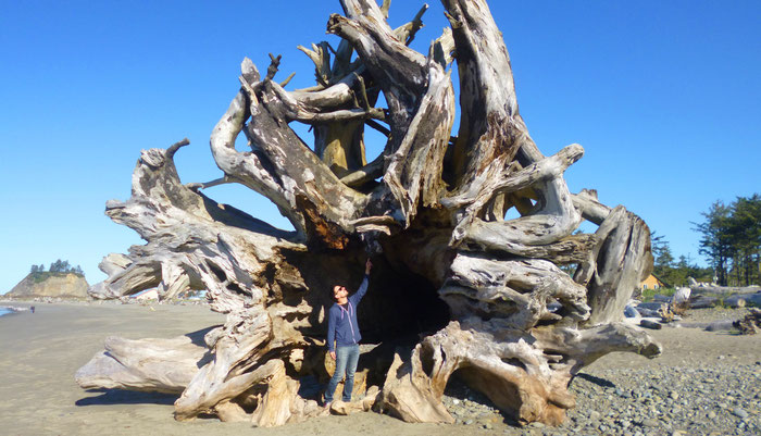 Strand von La Push - Roadtrip Westküste USA 2 Wochen