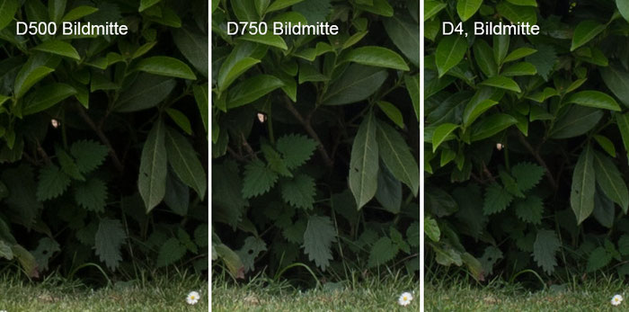 Praxistest NIKON D500: Testbild Parkszene, Crop Bildmitte mit D750 vs. D4, Foto: bonnescape