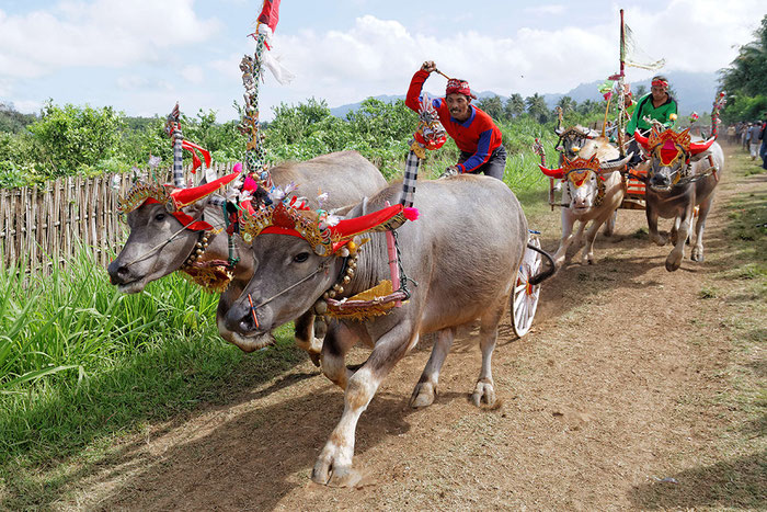 Büffelrennen auf Bali. Canon EOS 7D. Copyright by Rolf Lohmann / www.bonnescape.de