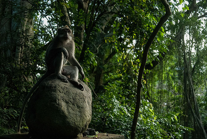 Männlicher Affe thront auf einem Stein im Affenwald von Ubud, Bali, Indonesien. Nikon F4. Foto: bonnescape 1993