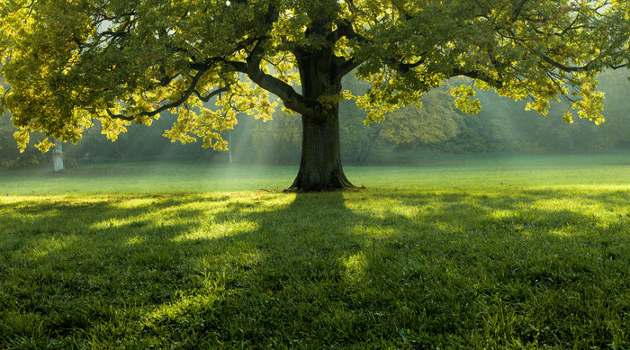 Naturheilpraxis Meerbusch