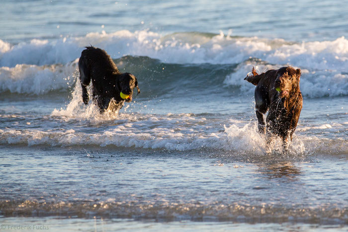 Urlaub mit Hund Ferienhaus Kerblue in Plozevet/Frankreich/Bretagne