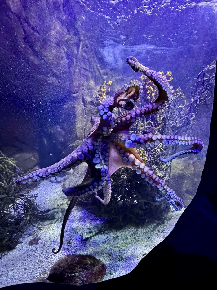 Aquashow in Audierne, Aquarium und Greifvogelschau, Bucht von Audierne, Cap Sizun, Meerestiere beobachten
