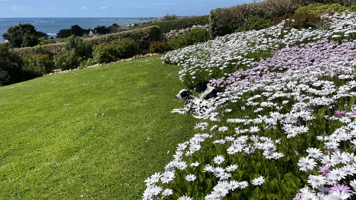 Eingezäunter Garten im Ferienhaus Ker Armor – sicher und entspannt für Urlaub mit Hund in Plouhinec