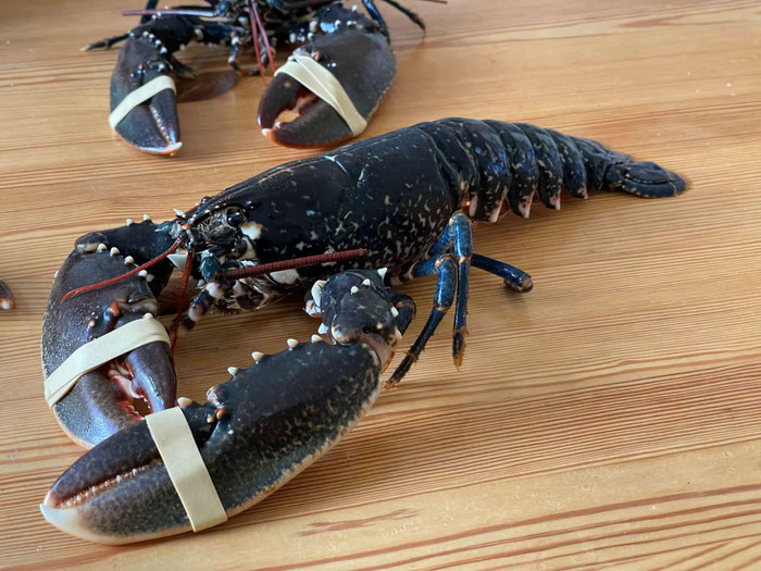 Bretonischer Hummer, eine Delikatesse, frisch vom Markt in Audierne, Finistère