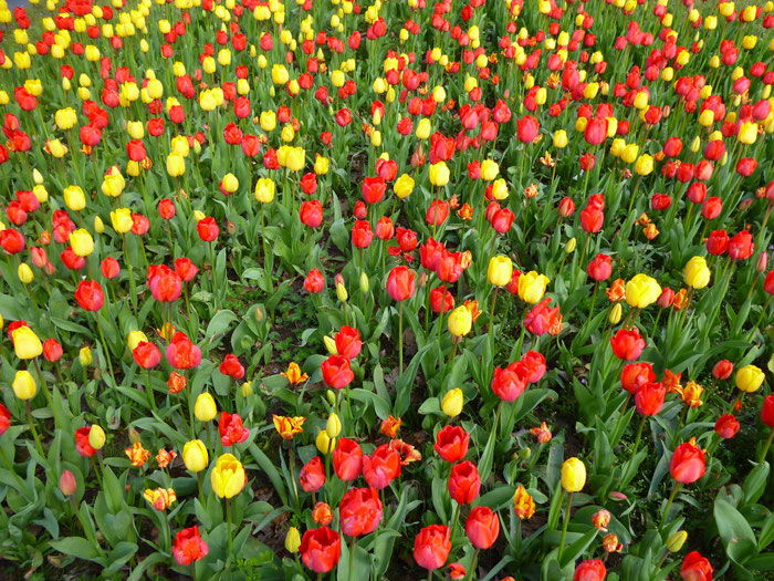 Die Tulpenfelder von Plomeur, La Torche, Finistère, Bretagne