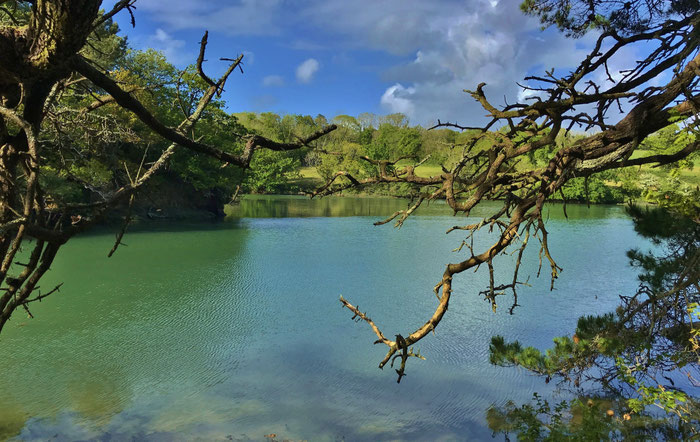 Le bois de Suguensou, der Wald von Suguensou, Audierne, Goyen, Cap Sizun
