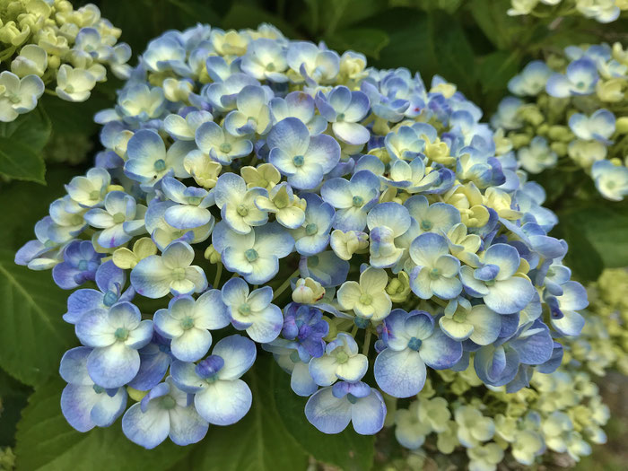 Hortensie im Garten von Ker Armor, ein bretonisches Paradies, checken Sie jetzt Preise und Verfügbarkeiten.