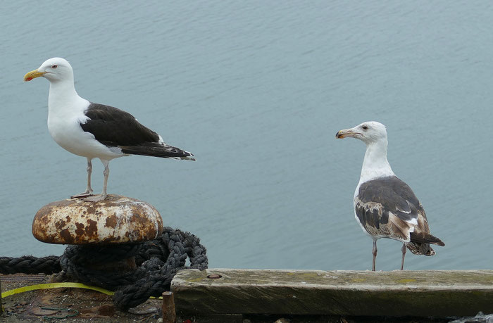 Möwen am Hafen, Cap Sizun, verletzte oder tote Vögel am Strand, was tun, wen benachrichtigen