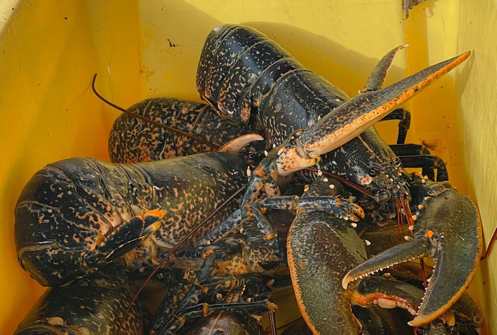 Bretonischer Hummer, eine Delikatesse, frisch vom Markt in Audierne, Finistère
